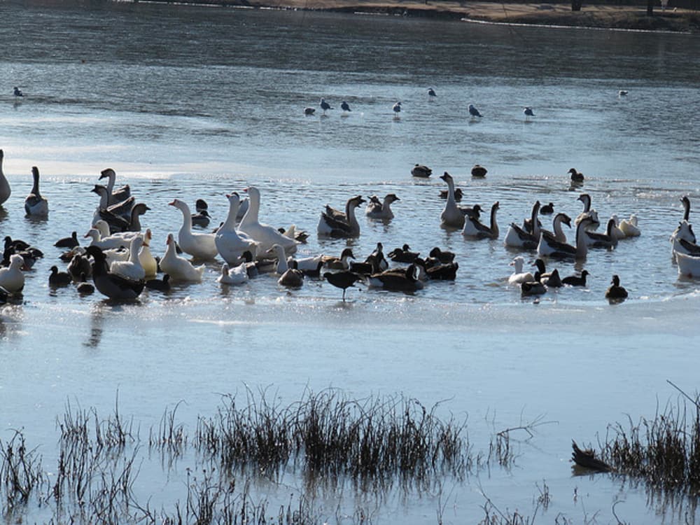 New York DEC Announces 20112012 Waterfowl Season Dates OutdoorHub