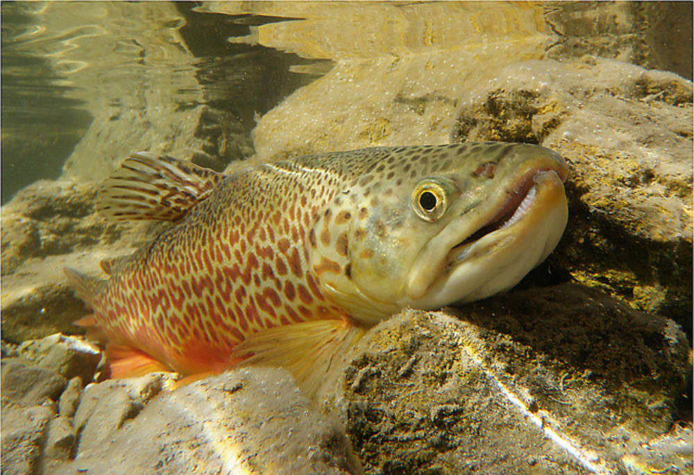 Oregon DFW Stocking Tiger Trout in Fish Lake OutdoorHub