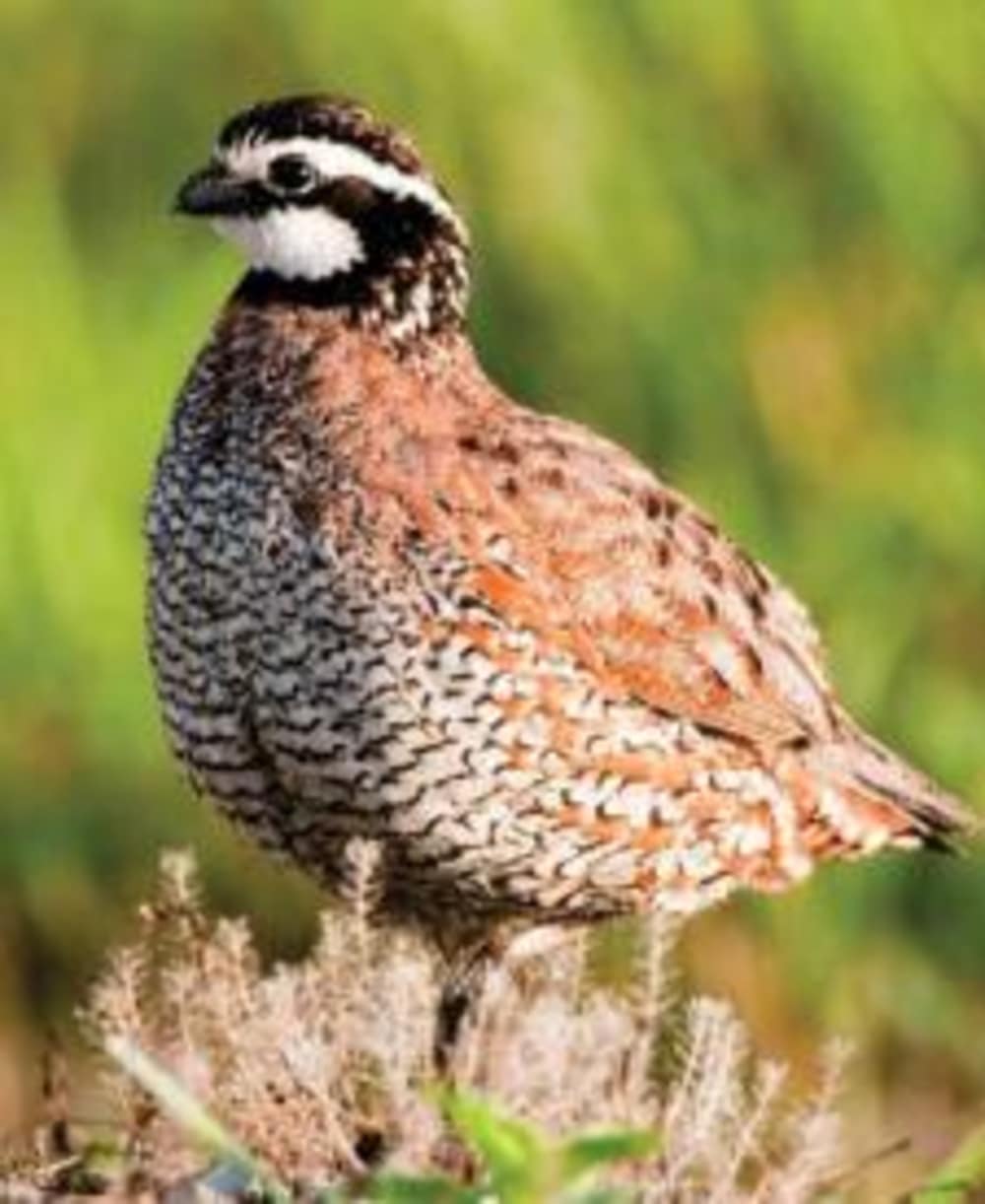 Northwest Missouri Quail Forever Chapter is Newest Partner in Missouri