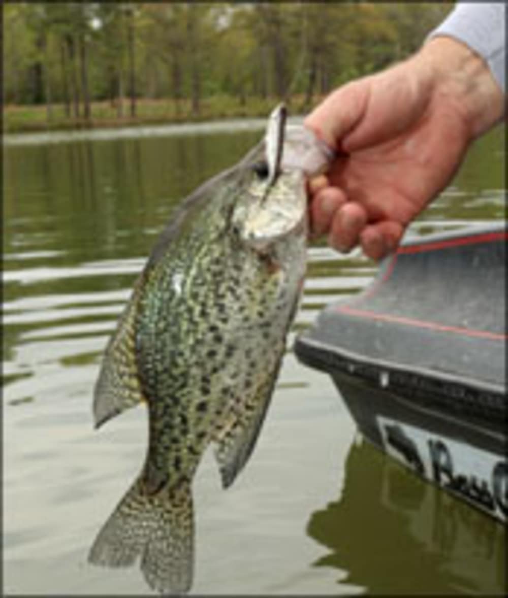Land a Fish for Cash in the Arkansas $50,000 Hot Springs ...
