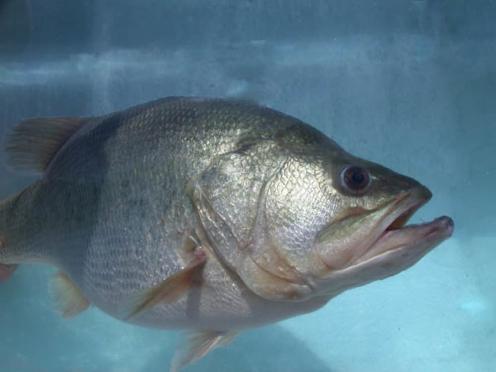 Accuracy and ShallowWater Fish OutdoorHub