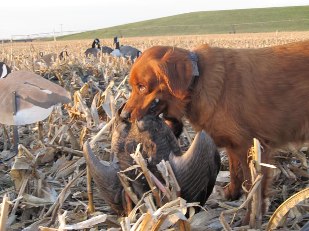 Michigan's Muskegon Wastewater Management Area: A Waterfowling Paradise
