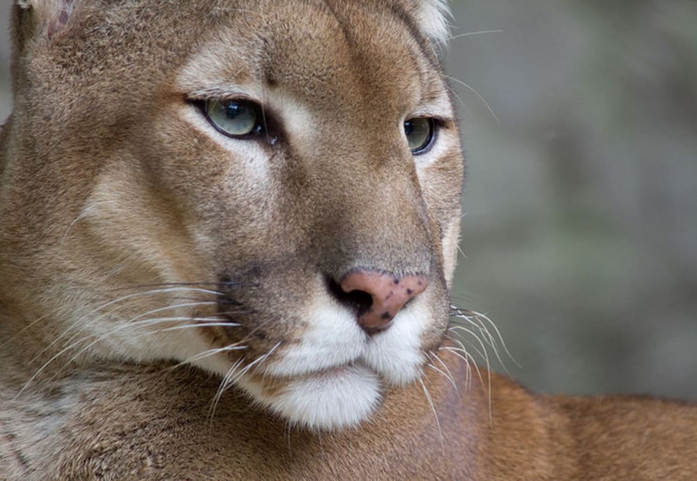 Arkansas Couple Keeps Mountain Lion as Pet OutdoorHub
