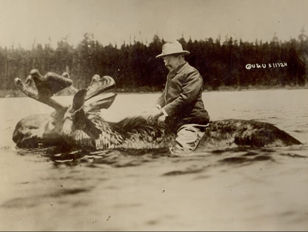 theodore roosevelt on moose
