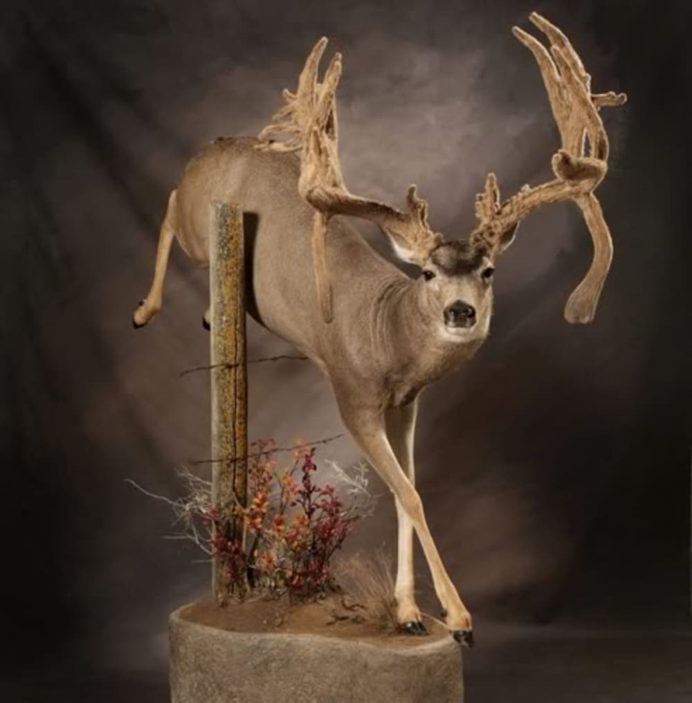 15 Creative Deer Mount Ideas to Inspire You | OutdoorHub