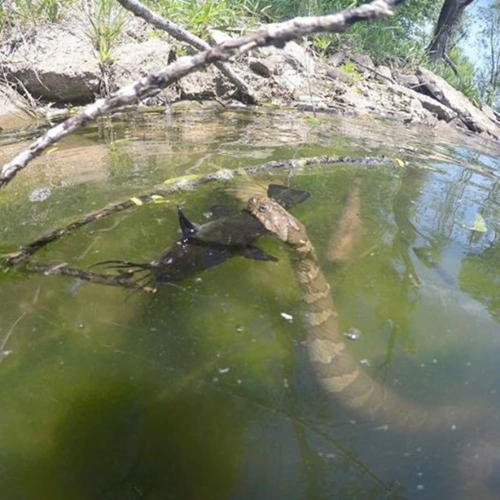 Fisherman Captures Stunning Photo of Big Snake Eating Catfish OutdoorHub