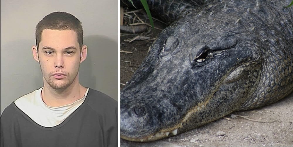 11foot Alligator Eats Accused Burglar in Florida  OutdoorHub