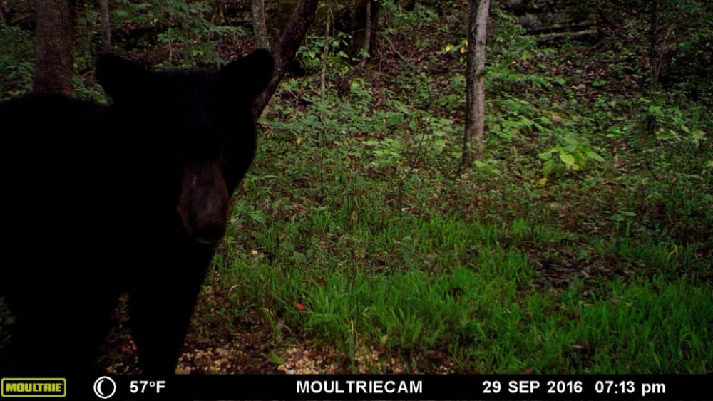 First Black Bear Seen in Kentucky in Almost a Century OutdoorHub