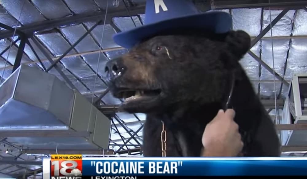 cocain bear