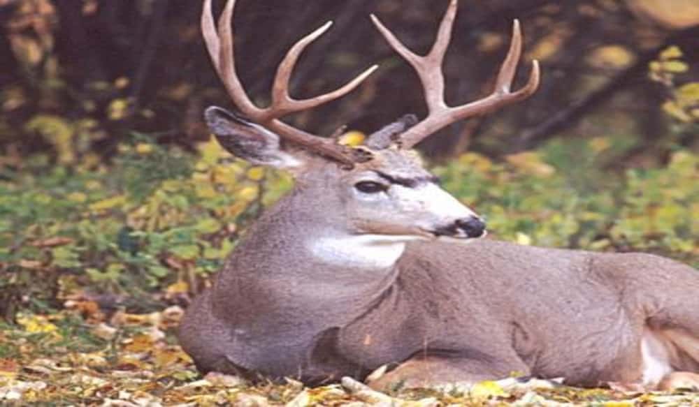 How To Hunt Mule Deer, Five Must Follow Mule Deer Hunting Tips OutdoorHub