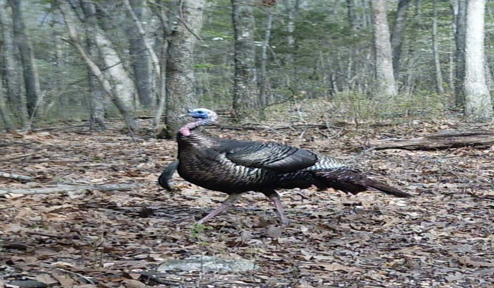 How To Turkey Hunt More Successfully OutdoorHub
