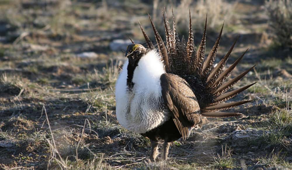 SageGrouse Core Area Maps for Oregon Now Available OutdoorHub