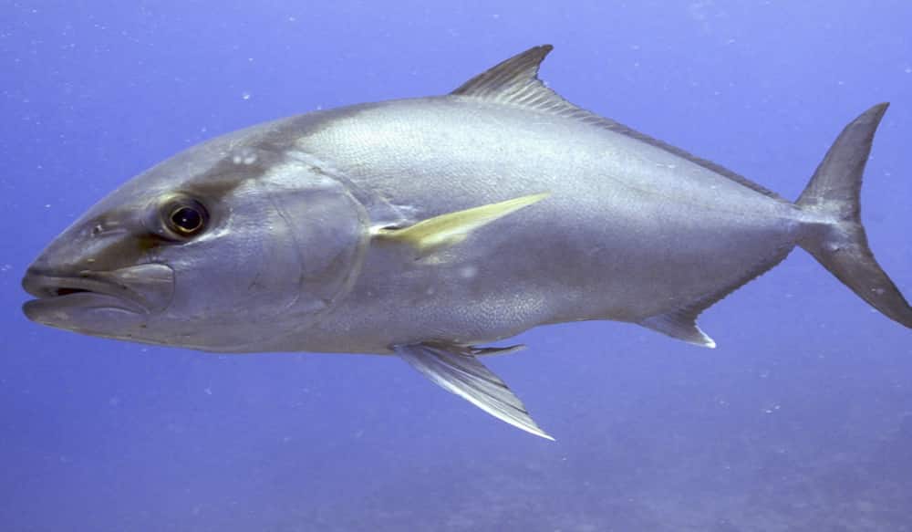 Greater Amberjack Commercial Season to Reopen Sept. 1 in Louisiana