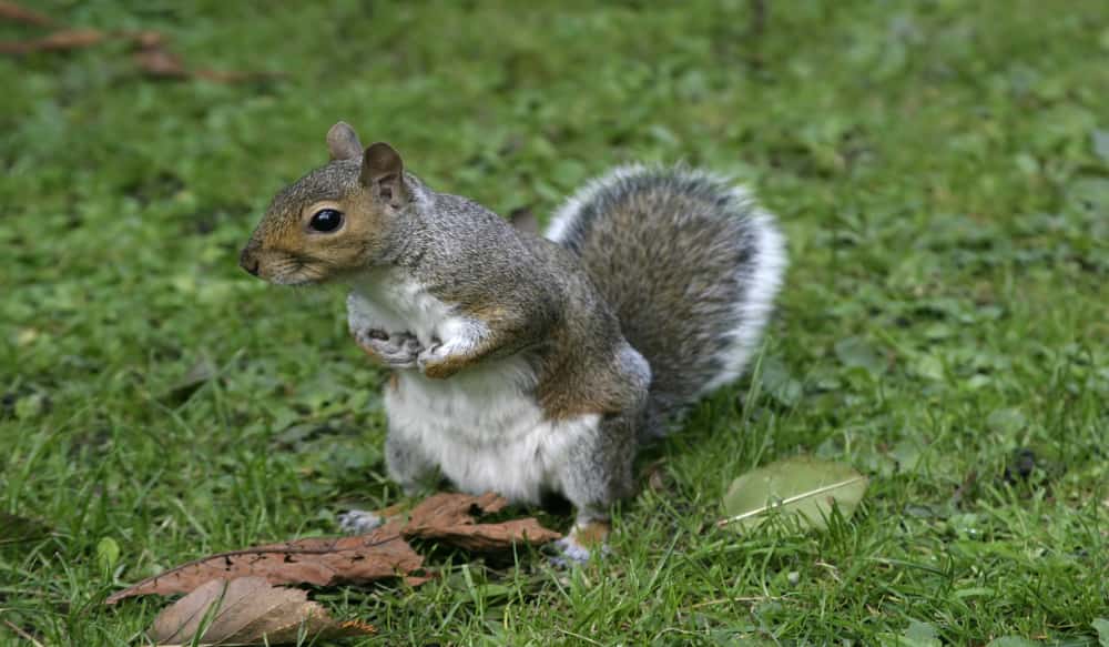 Kentucky Afield Outdoors Squirrel Season is First Hunting Season of