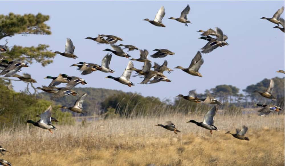 Kentucky Fish and Wildlife Proposes 2011-2012 Waterfowl ...