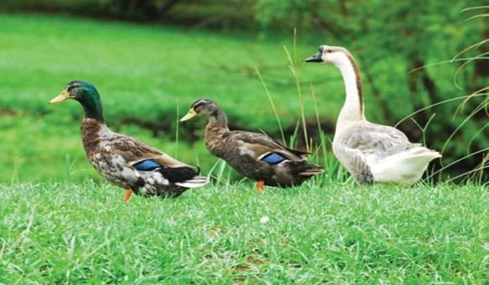 Indiana DNR Proposes Waterfowl Season Dates | OutdoorHub