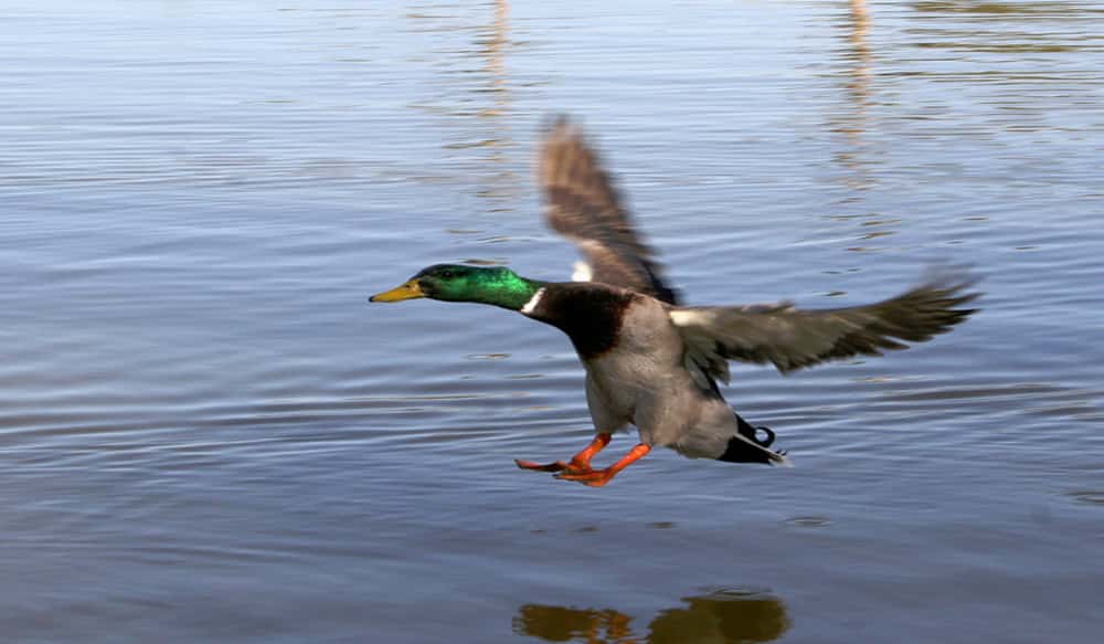 Arizona Waterfowl Season is Set, Regulations are Now Available Online