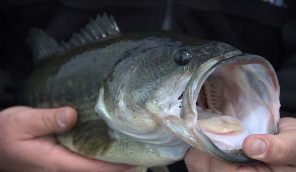 Tips on Handling and Caring for Trophy Bass OutdoorHub