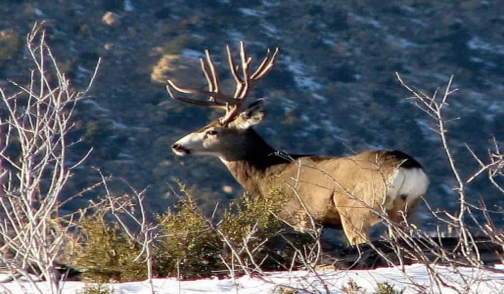 NineDay Rifle Hunt in 30 New Units in Utah OutdoorHub
