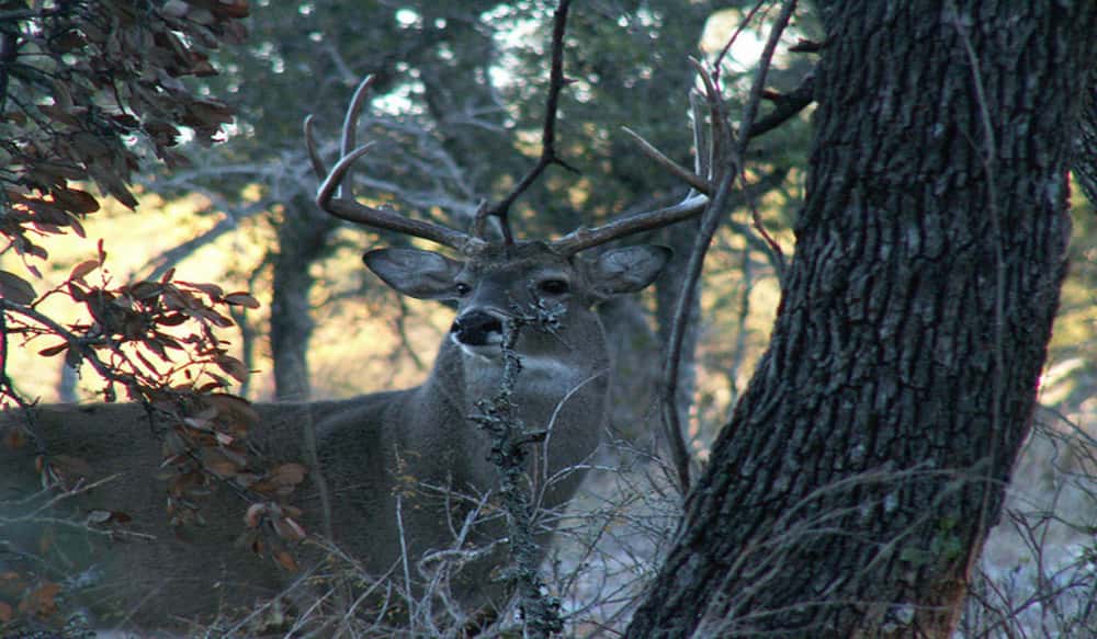 How To Make Your Own Deer Scrape OutdoorHub