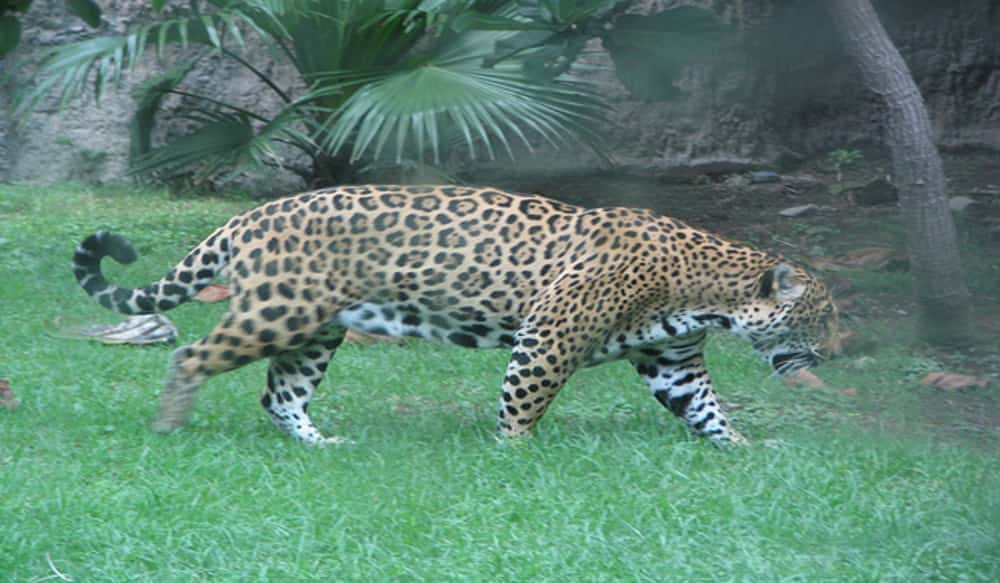 Increased Prevalence of Jaguars in Arizona | OutdoorHub