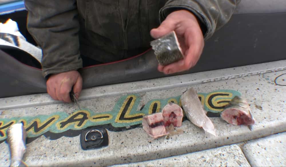 Baits, Rigs and Methods for Winter Blue Catfishing OutdoorHub