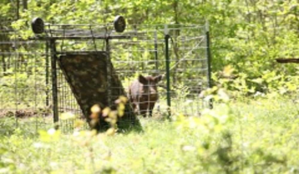 Trapping is the Most Effective Way to Control Wild Pigs in Kentucky