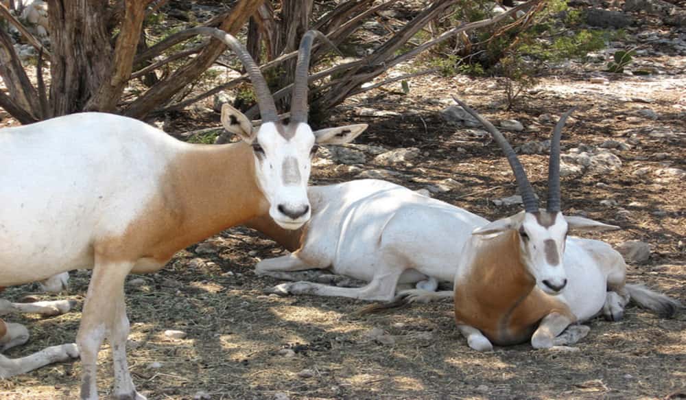 African antelope 5 letters
