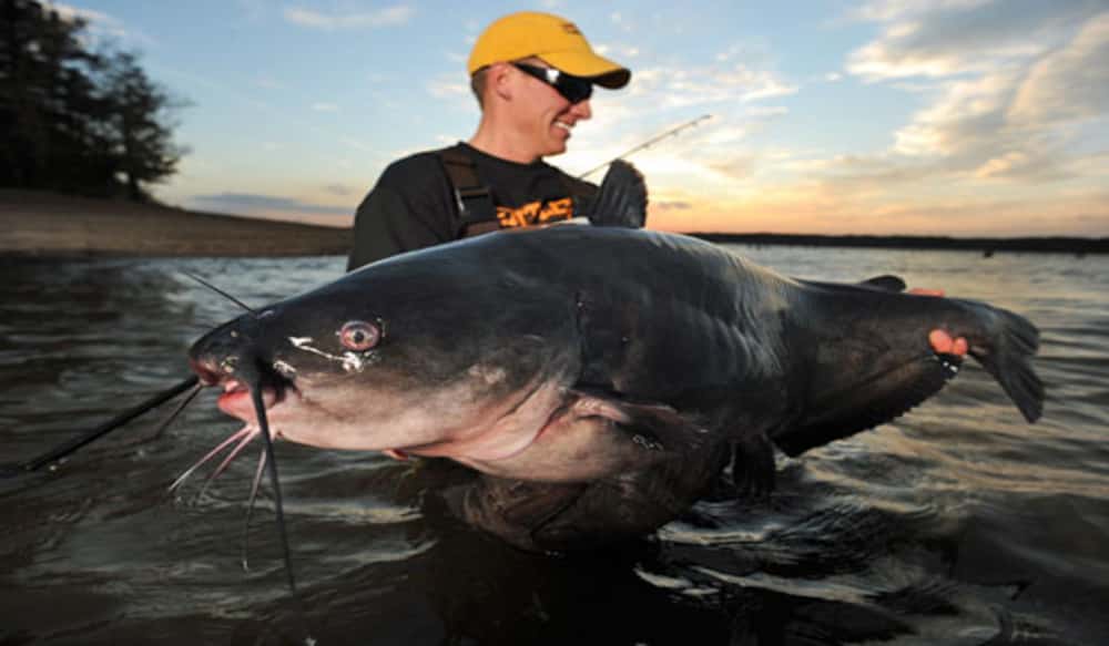 Catfish Company “Spills its Guts” on a New Breed of Bait OutdoorHub
