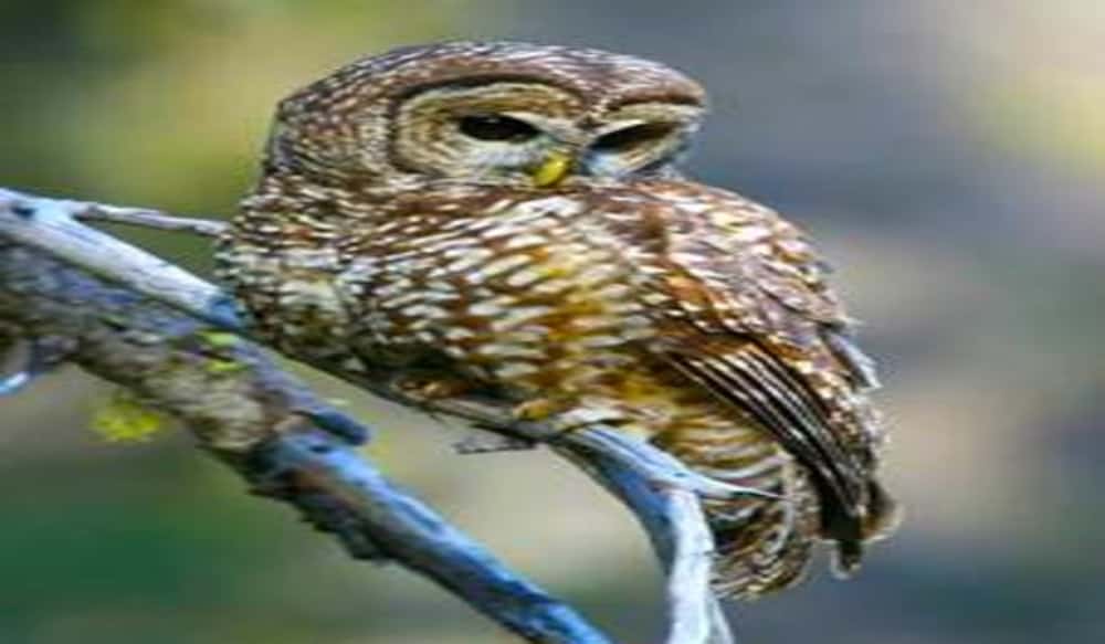Agency Announces Additional Habitat Protection for Northern Spotted Owl
