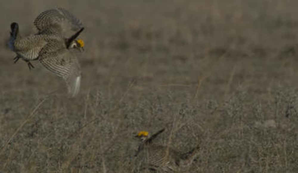 Kansas Aerial Survey to Search Lesser Prairie Chicken Range OutdoorHub