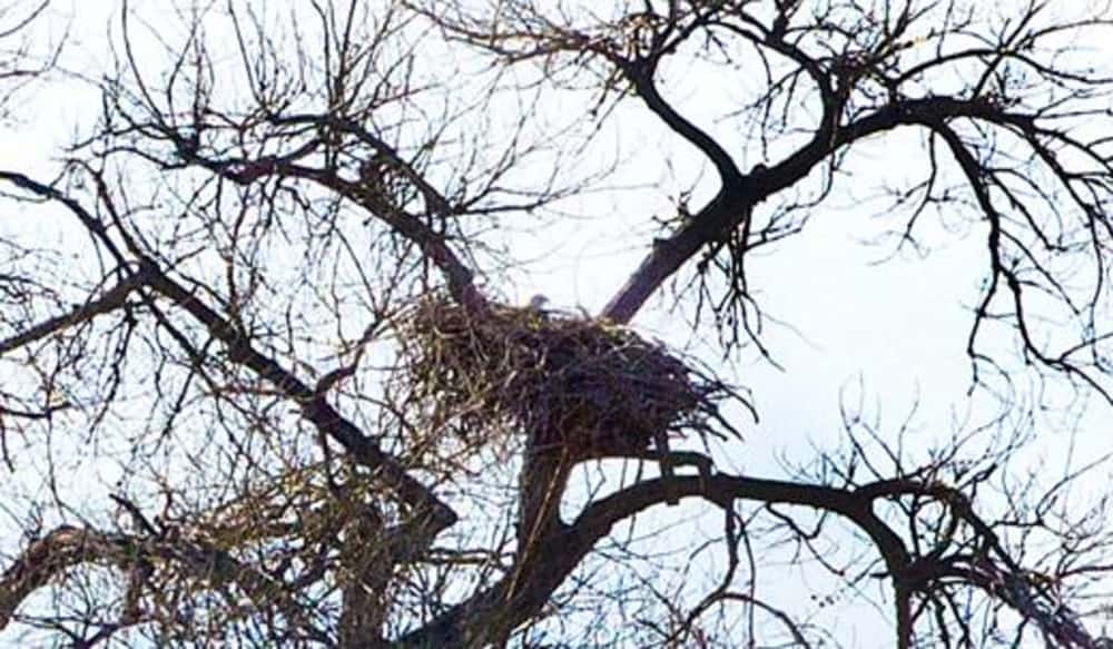 Bald Eagle Pair Nesting at Barr Lake in Colorado | OutdoorHub