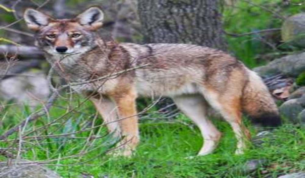 Studies Show Outdoor Cats Are Popular Prey for Coyotes OutdoorHub