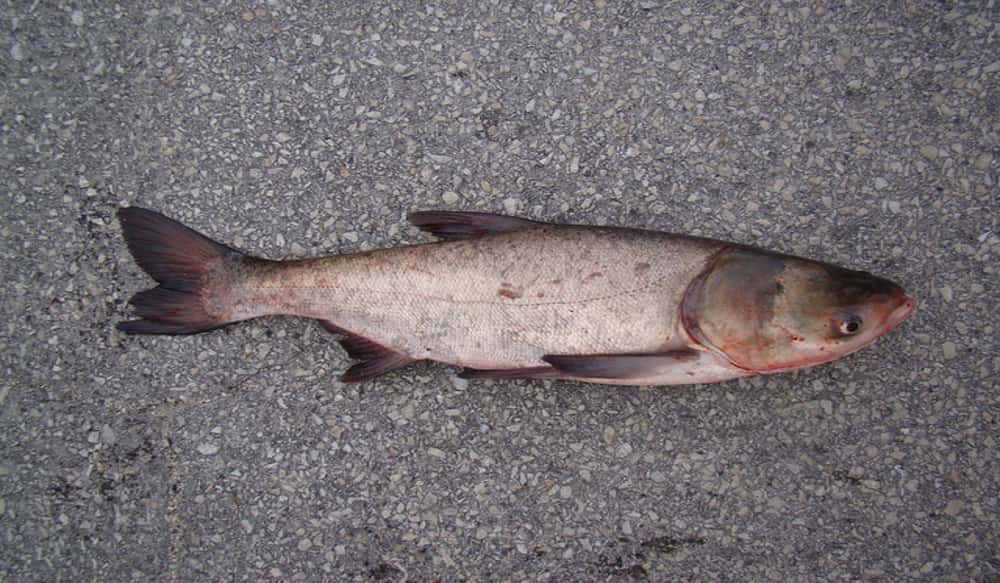 Simply magnificent asian carp lawsuit date filed Remarkable, and asian carp lawsuit date filed