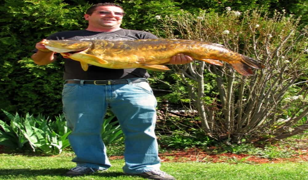 Bowfisher Nabs Massachusetts State RecordBreaking Carp OutdoorHub