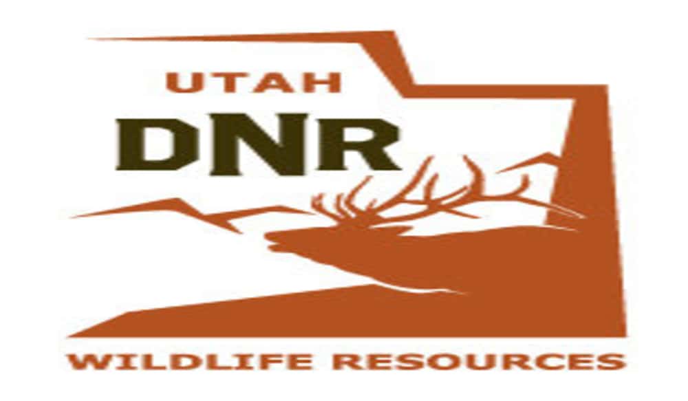 Utah DWR Provides Answers on How to React to Wandering Fawns and Calfs
