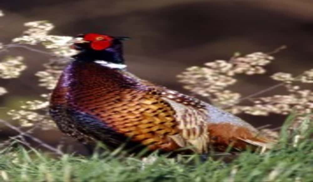 Pheasant, Quail Counts Up in Nebraska April Survey OutdoorHub