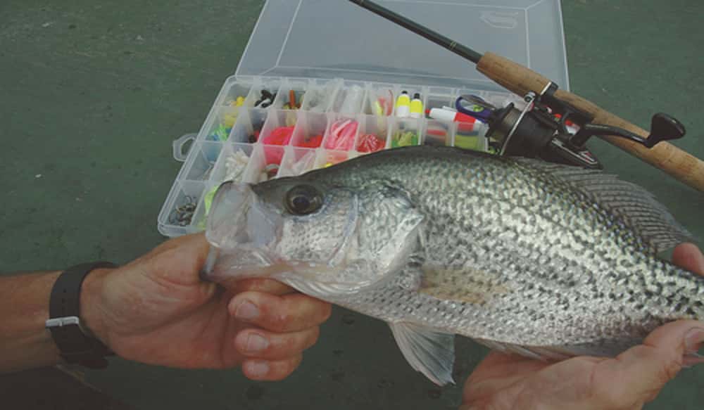 Minimum 10inch Size Limit in Effect for Black Crappie in Lake Griffin