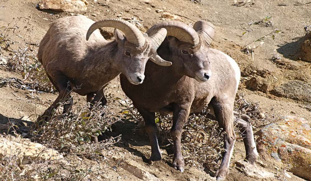 Tennessee Hunter Wins Coveted Idaho Bighorn Sheep Tag after SevenYear