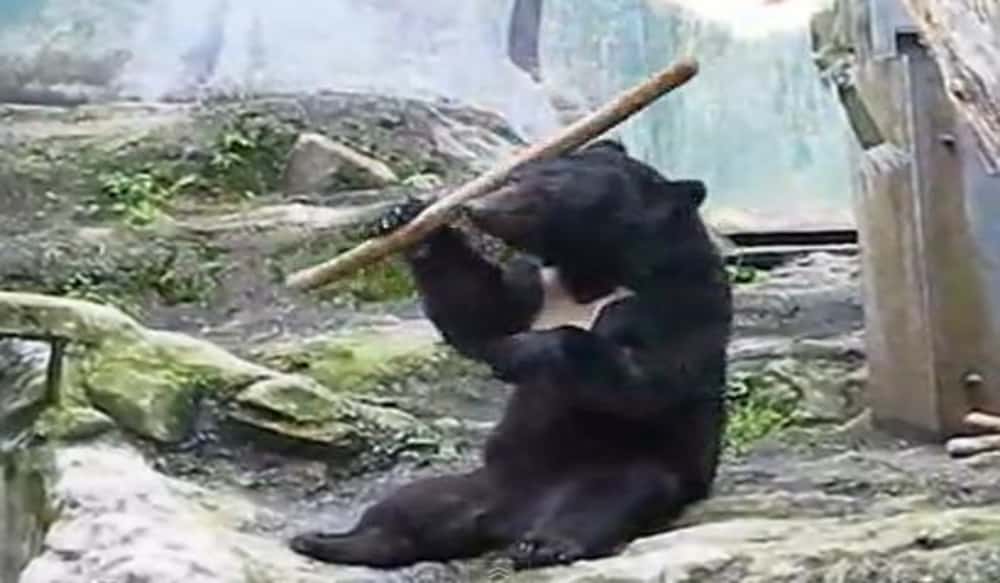 kung fu teddy bear