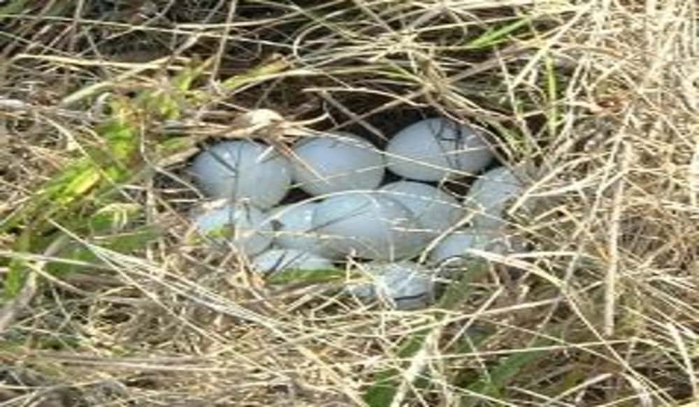 2012 Quail Nesting Habitat Conditions Report OutdoorHub