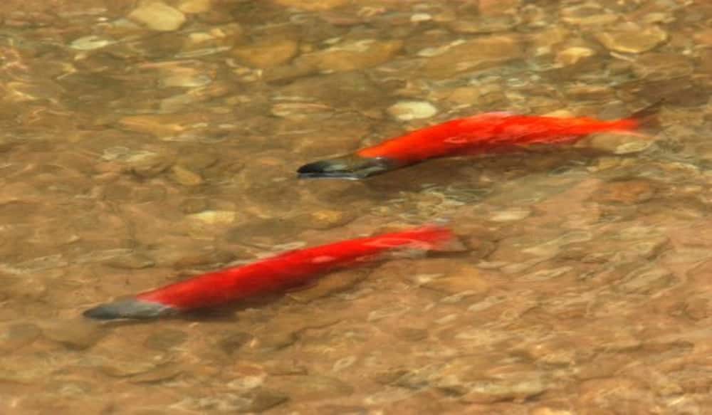 See Kokanee Salmon at Utah's Sheep Creek OutdoorHub