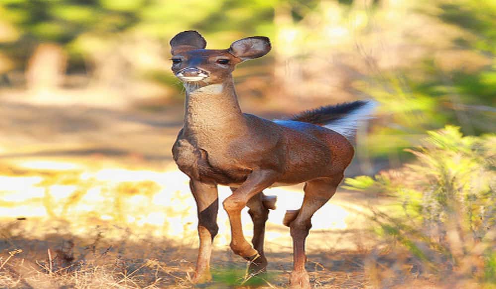Hemorrhagic Disease Outbreak in Western North Carolina Deer Herd