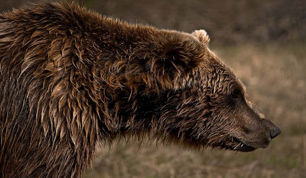 Alaska's Second Fatal Brown Bear Mauling This Year Goes Against the
