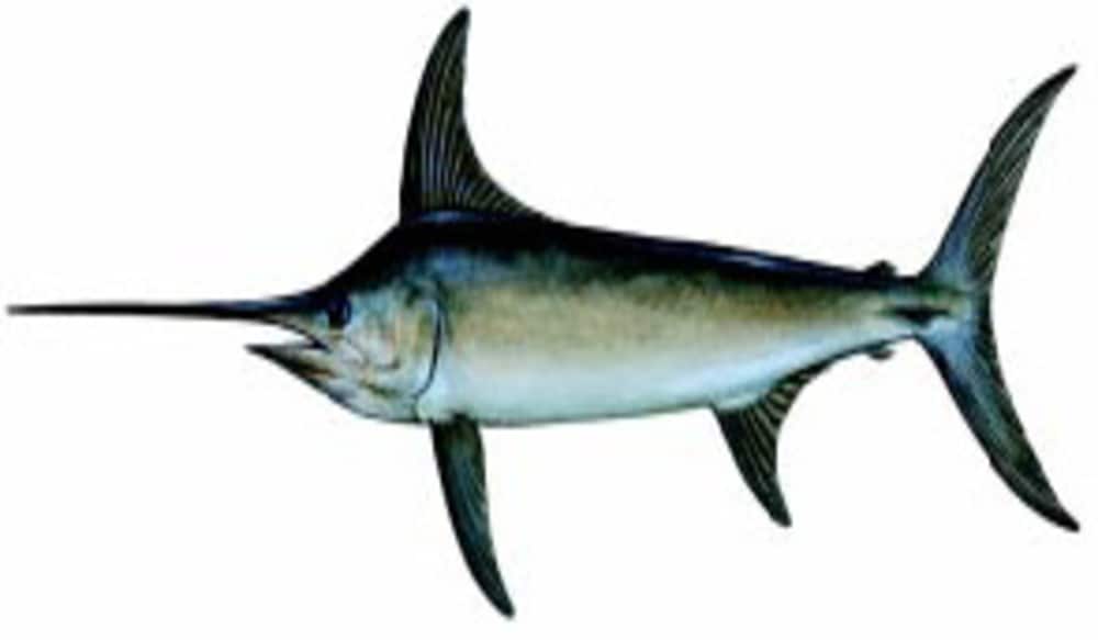 Mystery Eyeball" Appears to be from Swordfish OutdoorHub