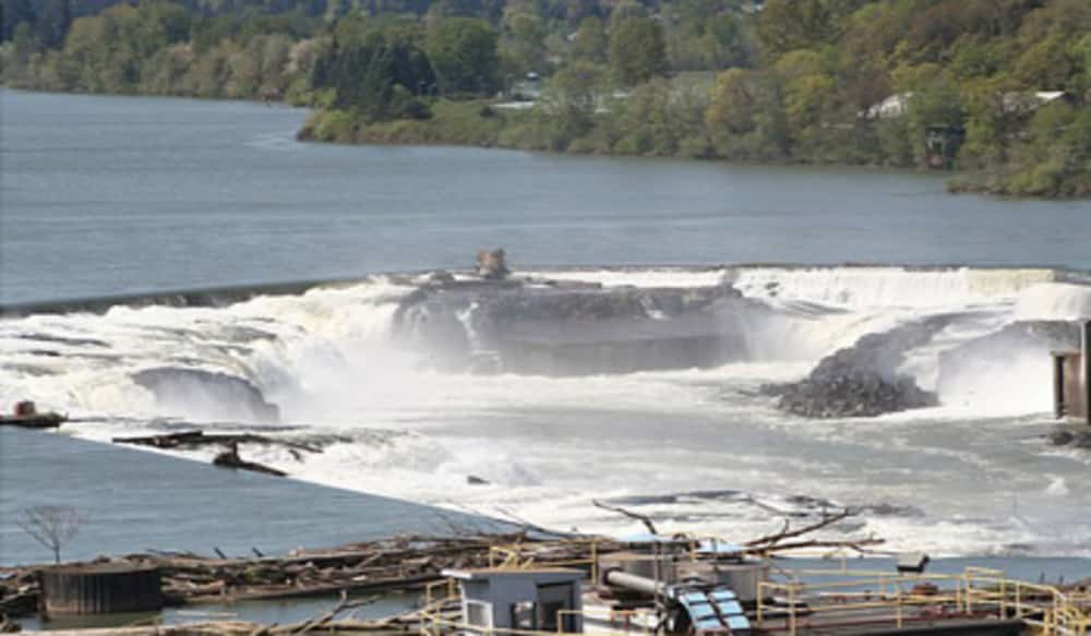 Oregon's October Fish Count Willamette Falls OutdoorHub