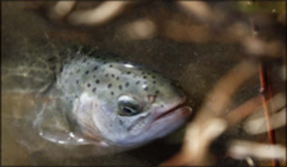 Arkansas GFC Stocking Tagged Rainbow Trout OutdoorHub