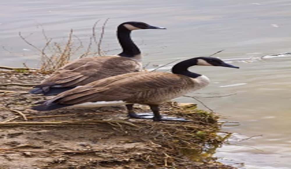 Even with Dry Conditions, Waterfowl Season Promising for Kentucky's Nov