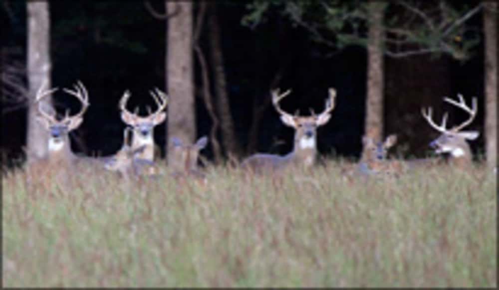 Alltime Arkansas Deer Harvest Record Surpassed OutdoorHub