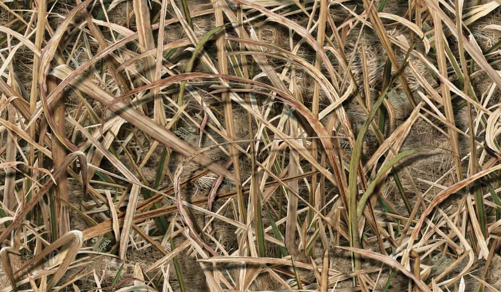 Introducing the Latest Pattern from Mossy Oak: Shadow Grass Blades ...
